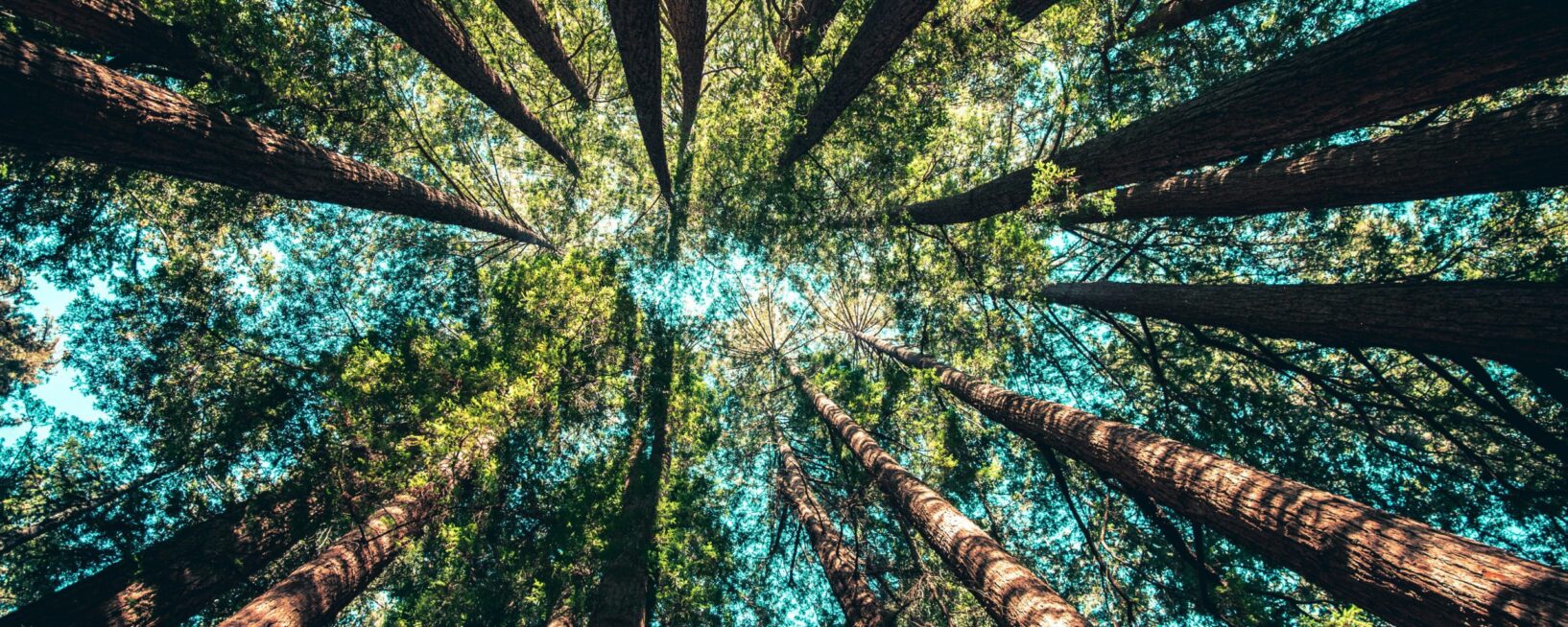 View of trees as you look up to the sky