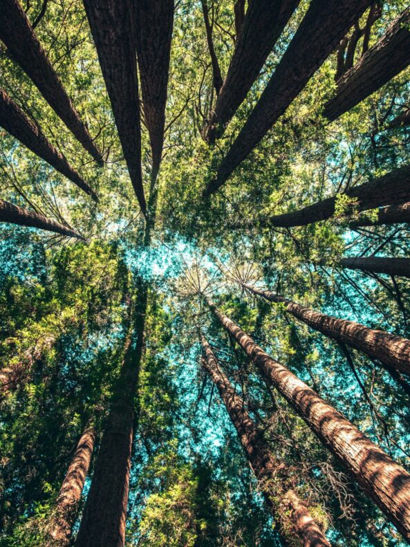 View of trees as you look up to the sky