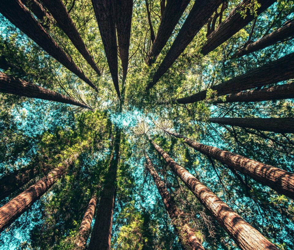 View of trees as you look up to the sky